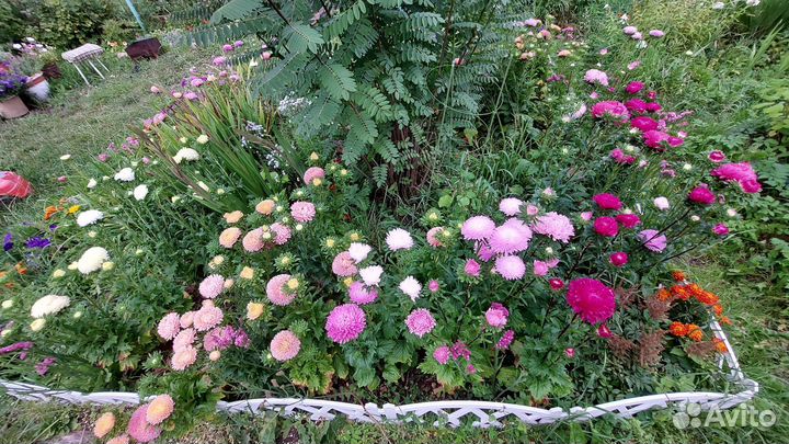 Букет на 1 сентября срезка