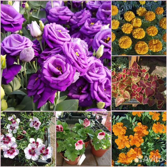 Рассада цветочная - Эустома