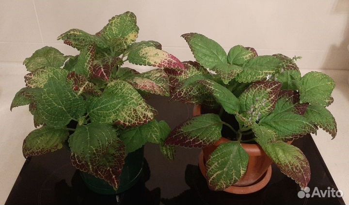 Колеус - Аватар / Coleus - Avatar