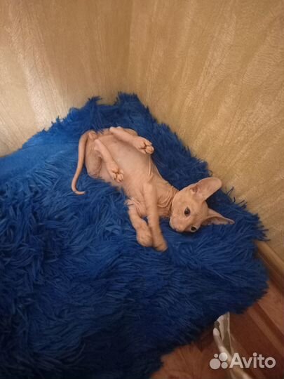 Донской сфинкс