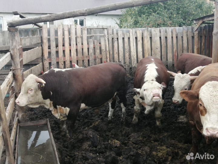 Продаю Бычков