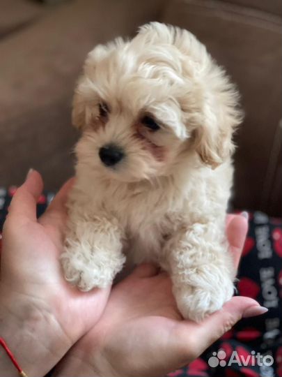 Щенки мальтипу f1