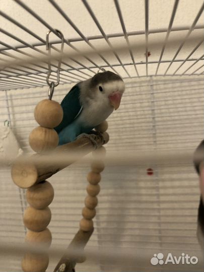 Попугай неразлучники