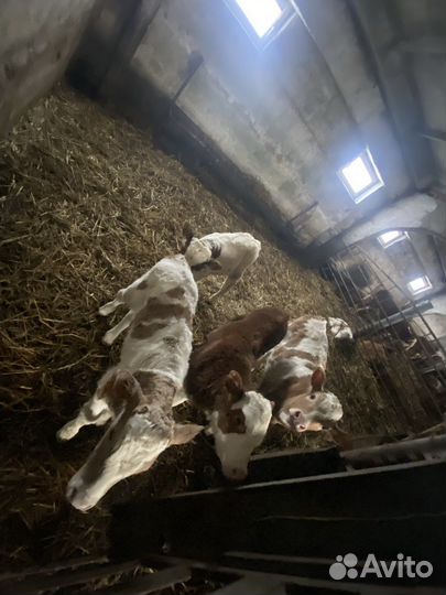 Продам телят
