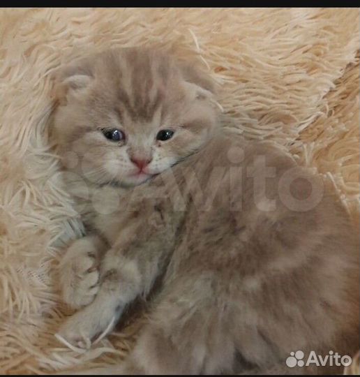 Шотландские котята