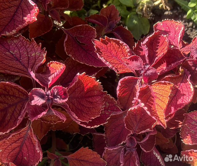 Колеусы сортовые