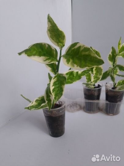 Педилантус