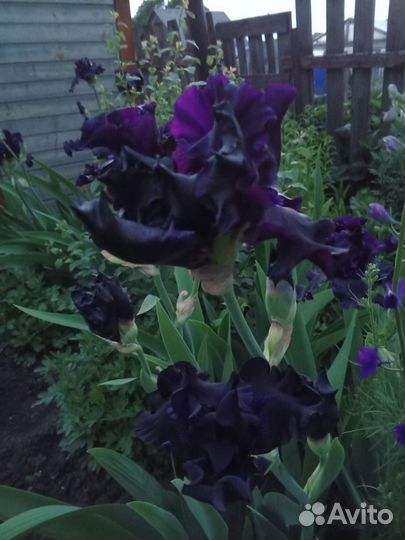 Ирис черно-фиолетовый