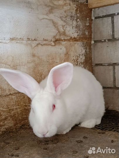 Белый паннон