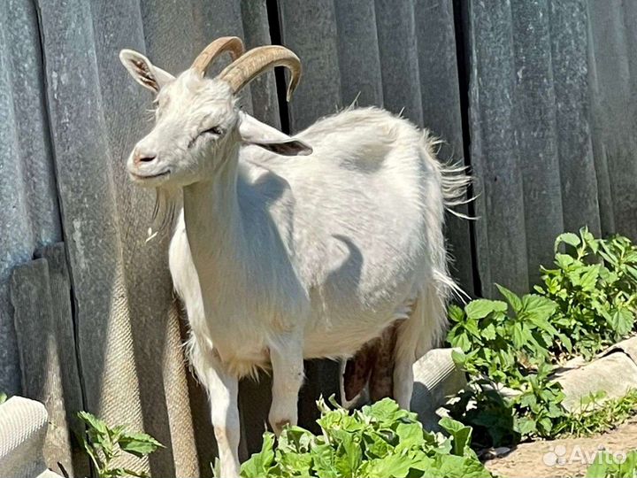 Продаются дойные козочки и козлики 8 месяца