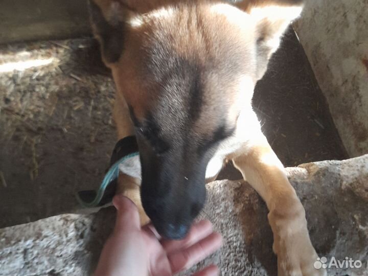 Отличный друг