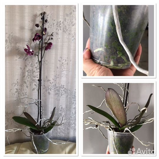 Орхидея фаленопсис разные