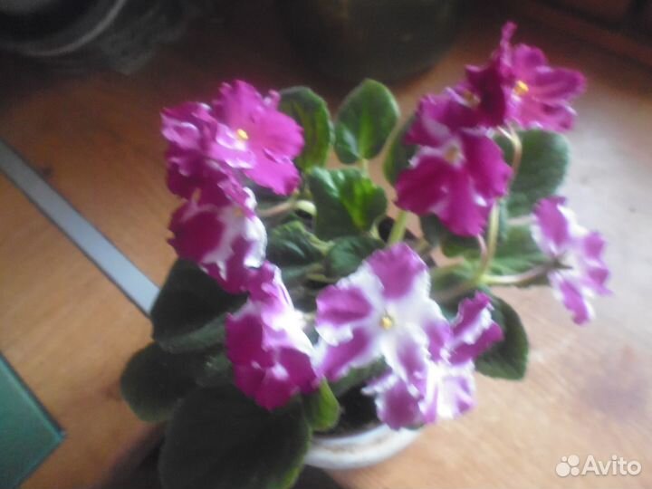 Сортовые фиалки