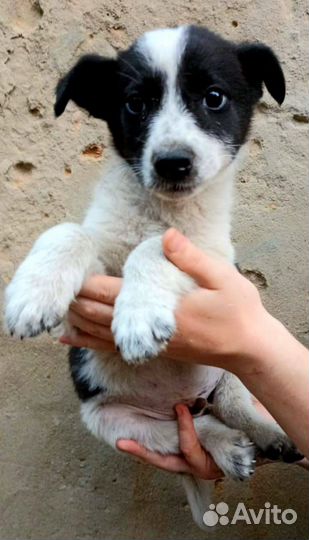 Собака друг человека