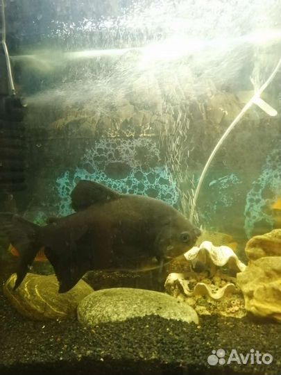 Аквариумные рыбки