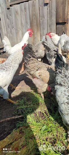 Молодые петухи