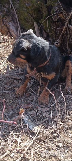 Обмен бартер на курцхаар,или на спаниель