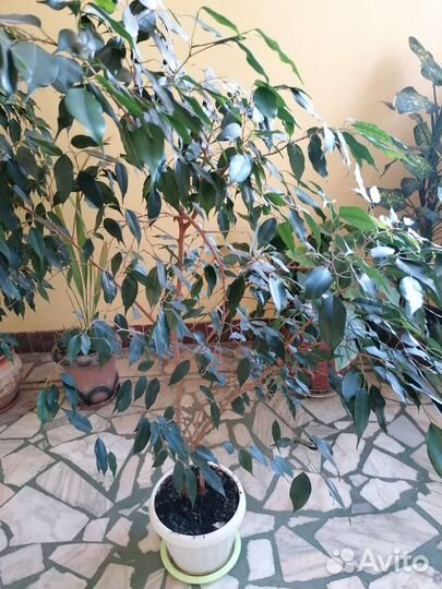 Продам цветы комнатные