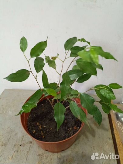 Фикус бенджамина кудрявый саженцы