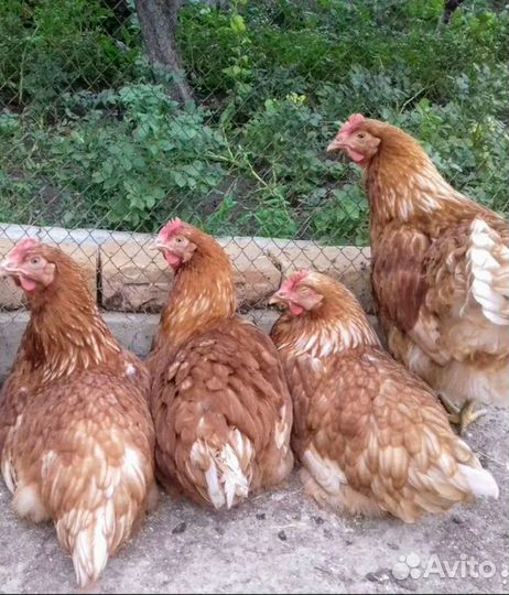 Куры и Петухи Ломан браун