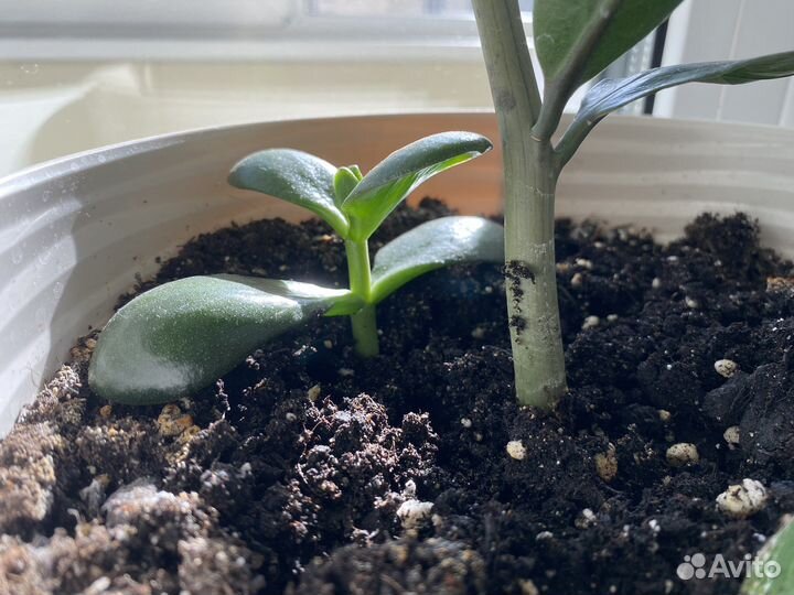 Толстянка (денежное дерево)