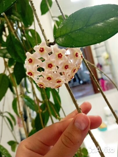 Хойя или восковой плющ