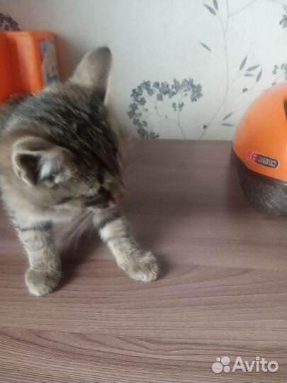 Котик в добрые руки