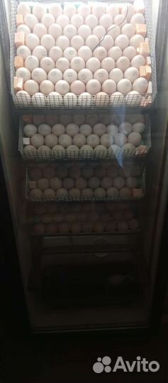 Клетка для бройлеров