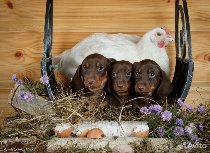 Касавцы таксята гладкий стандарт