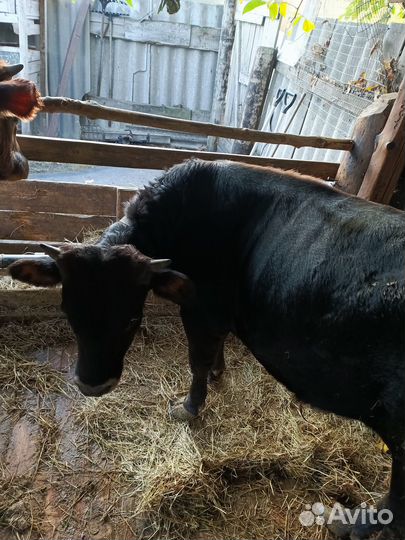 Продам Джерсийского бычка