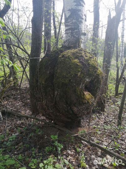 Берёзовый сувель(кап)