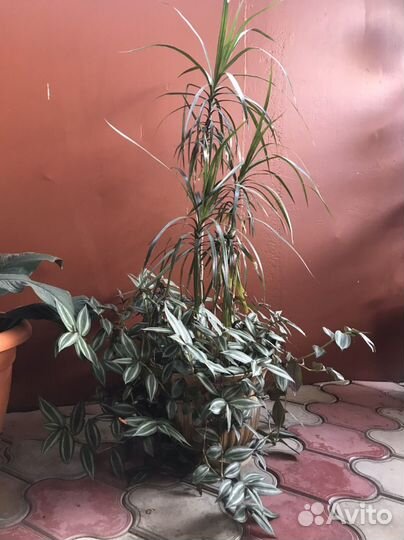 Комнатные цветы