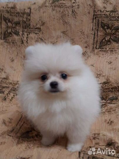 Померанский шпиц