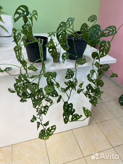 Монстера манки маск