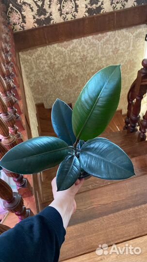 Филодендрон