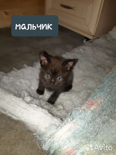 Котята в добрые руки бесплатно