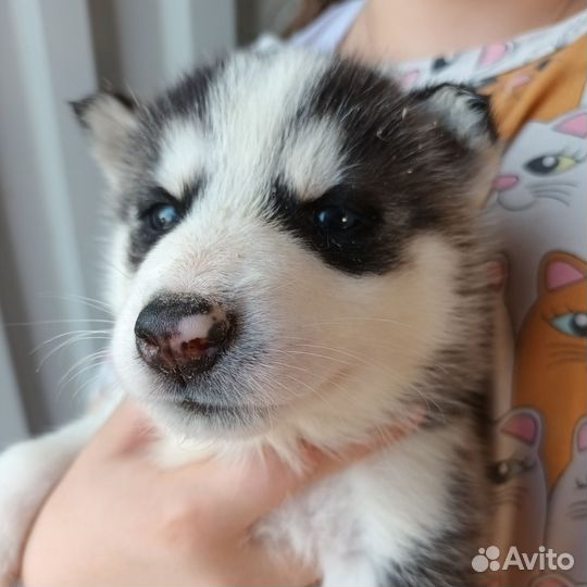 Щенки сибирской хаски