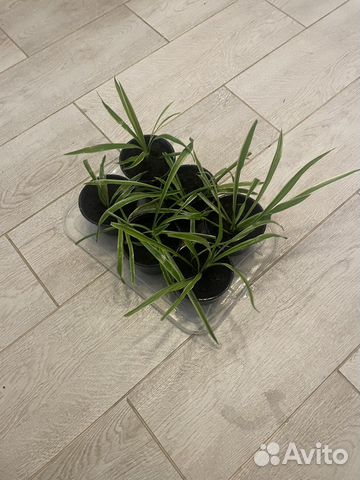 Хлорофитум