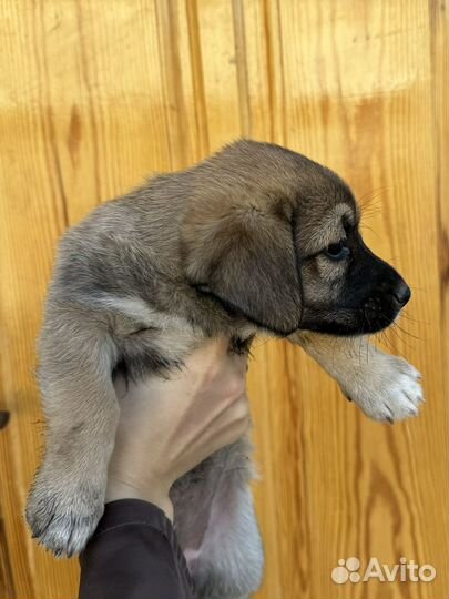 Щенок девочка