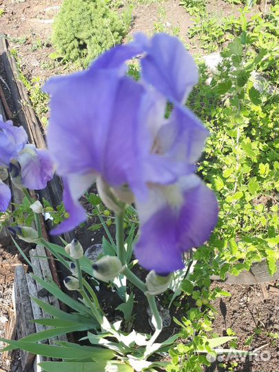 Ирисы сортовые и простые