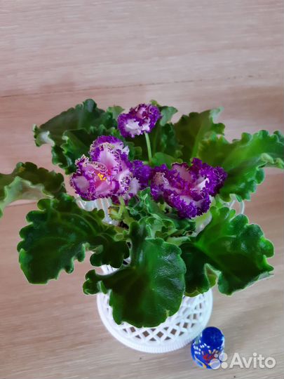 Фиалки сортовые