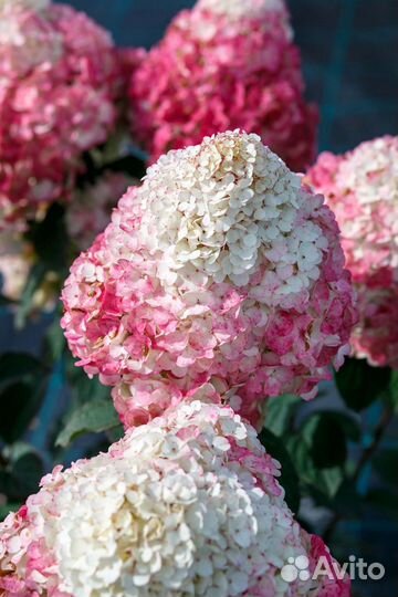 Гортензия Самарская Лидия