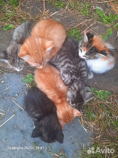 Котята в добрые руки