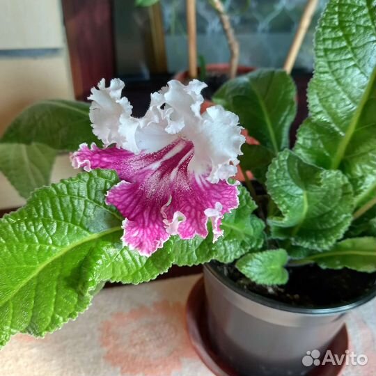 Стрептокарпус