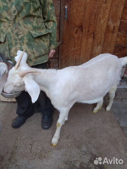 Зааненско нубийские козочки и баран