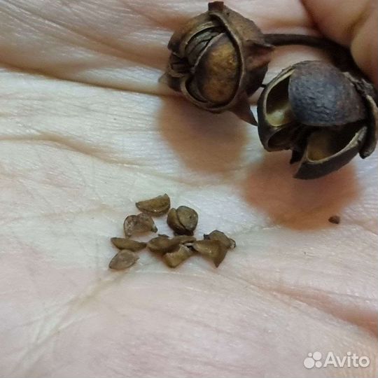 Ксантостемон золотистый семена