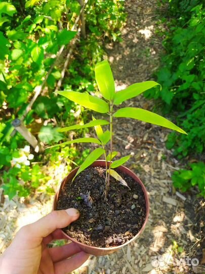Бамбук Мосо Phyllostachys edulis саженцы семена