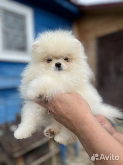 Супер мини шпиц