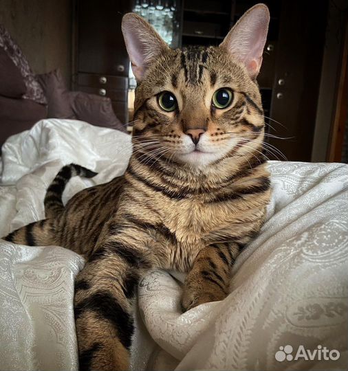 Бенгальская кошка вязка