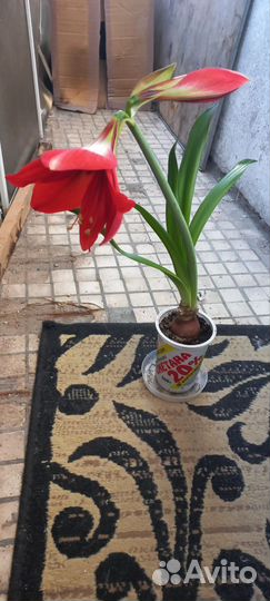 Гиппеаструм луковицы